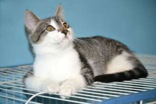 Замечательный малыш Патрик – 5 мес. в добрые руки