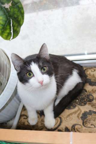 Молоденький котик Ваня в добрые руки