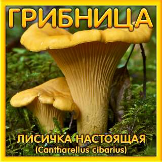 Мицелий/ грибница/ споры/ семена грибов/рассада: Шампиньона, Вешенки, Лесных грибов