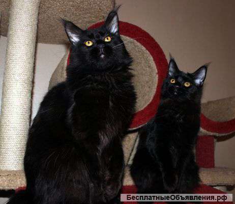 Шикарная Пара Мейн Кунов Черного Окраса