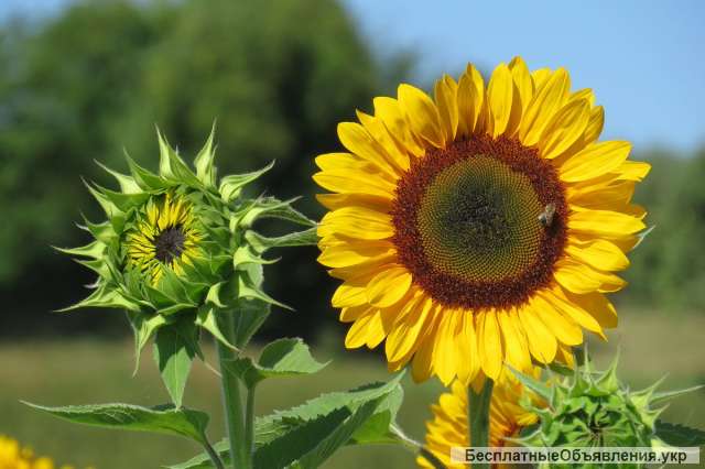 Насіннєва компанія «ГРАН» пропонує насіння соняшнику гібриду – «Сонячний настрій»