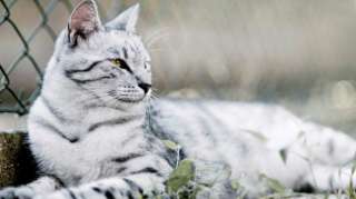 Вязка бенгальский кот серебро