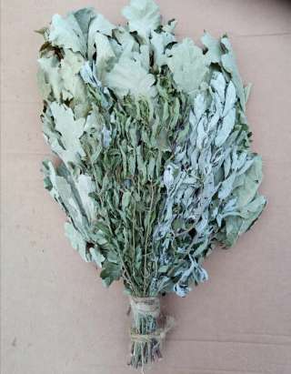 Дубовые веники