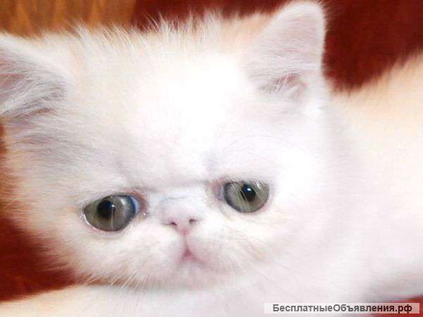 Белоснежные лечебные котята экзоты