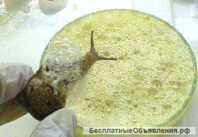 Слизь улитки