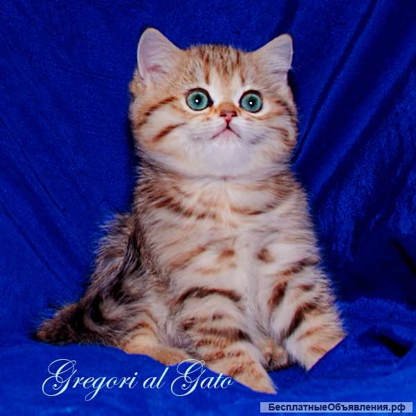 Золотая Шиншилла Кошка Фото