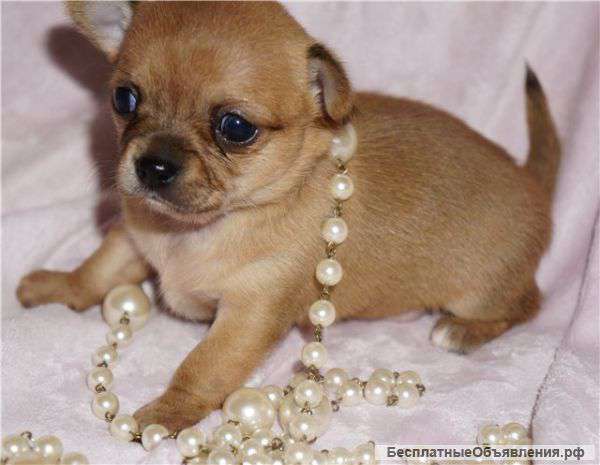 Чихуахуа от лучших представителей породы