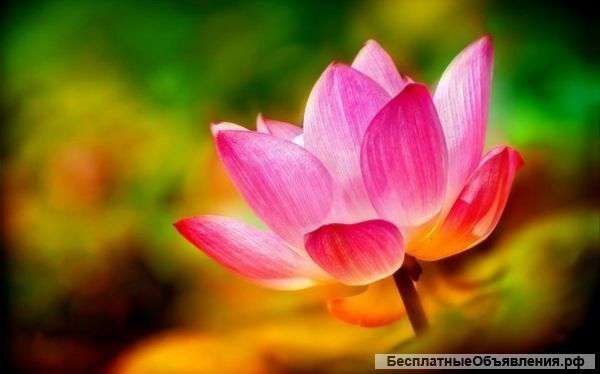 Женский психолог