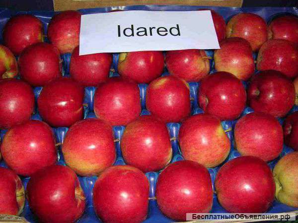 Яблоки оптом