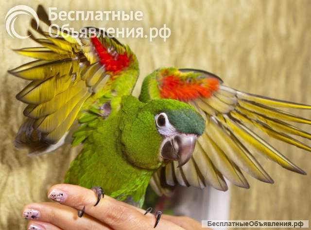 Ара карликовый нобилис