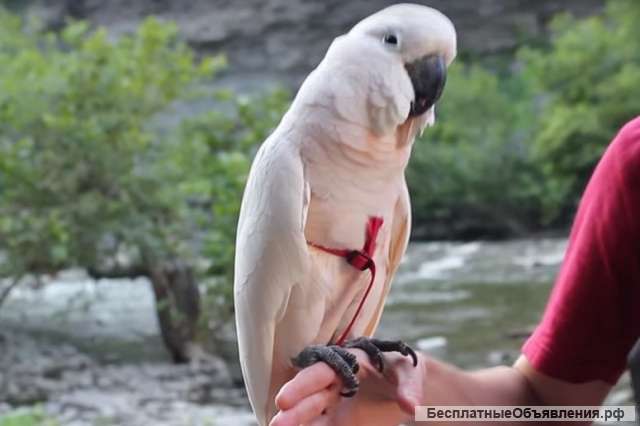 Какаду молуккский