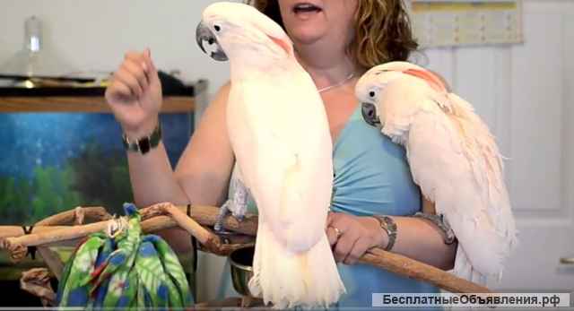 Какаду молуккский