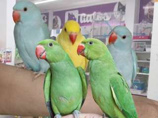 Ожереловые попугаи