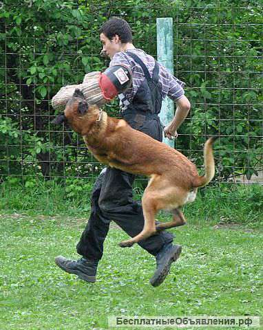 Щенок малинуа