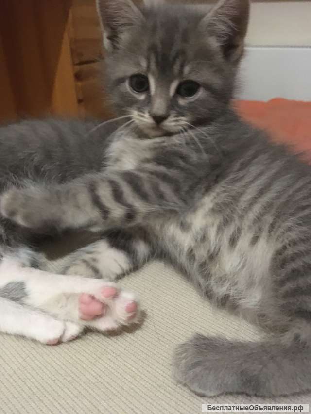 Котенок