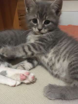 Котенок