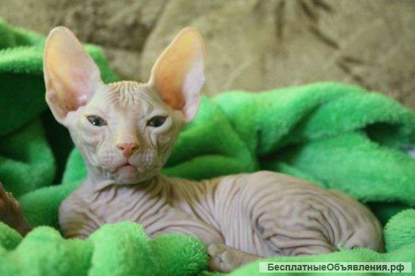 Чистокровный донской сфинкс