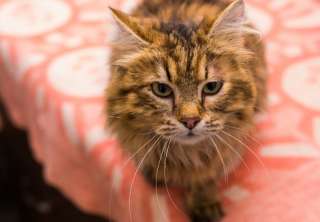 Кошечка Нора (2 года) в добрые руки