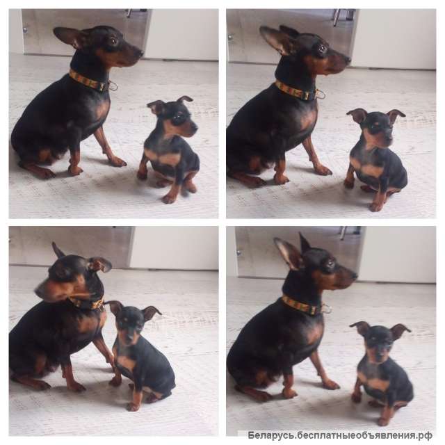 Цвергпинчер, девочка