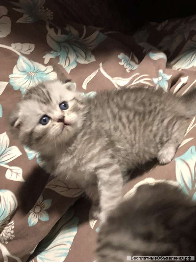 Котят