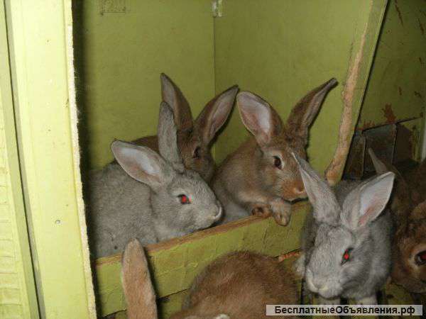 Клетки для кроликов