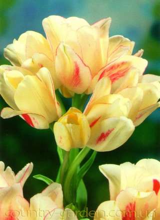 Луковицы Тюльпанов Мультифлора и много других растений (опт от 1000 грн)