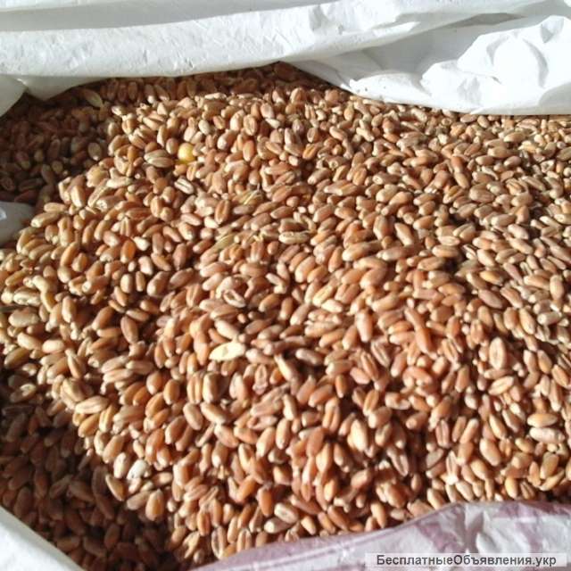 Пшеница фуражная для корма КРС, свиньям и с/х птицам