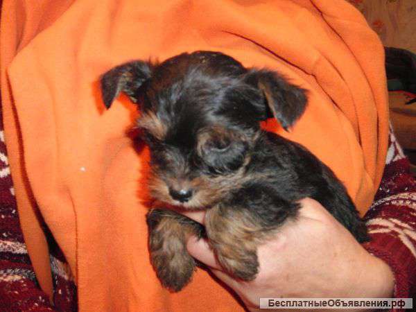 Очаровательный йорик