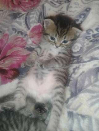 Котёнок Шотландец