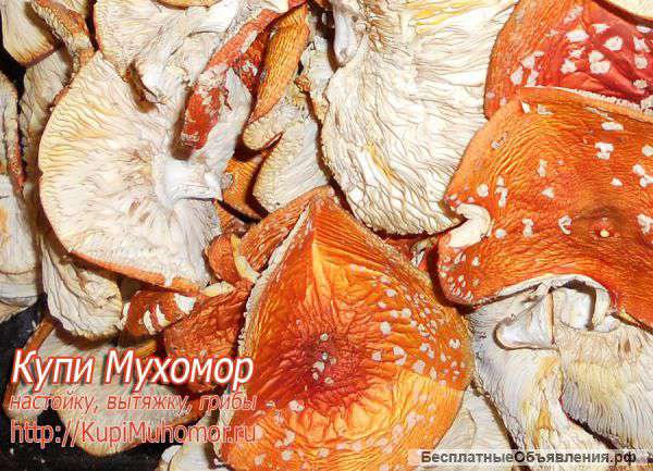 Мухоморы сушеные