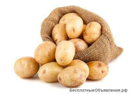 Картофель