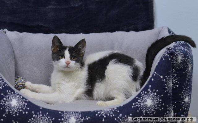 Маленькие котята в добрые руки