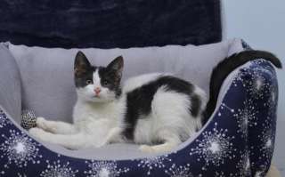 Маленькие котята в добрые руки