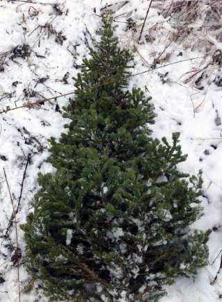 Отличная новогодняя пихта оптом