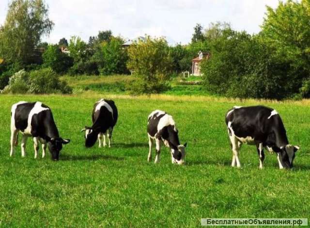 Требуется продавец-кассир