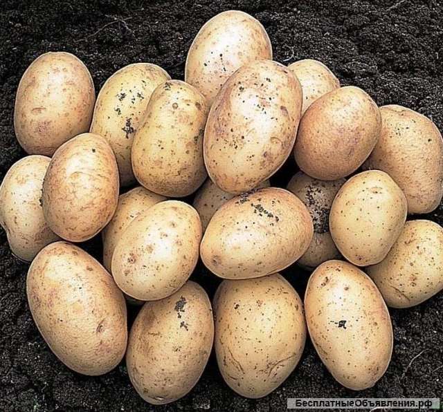 Картофель отличного качества