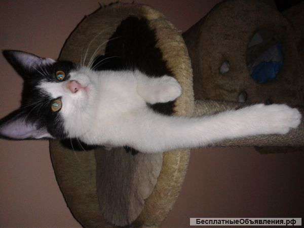 Котенок в добрые руки