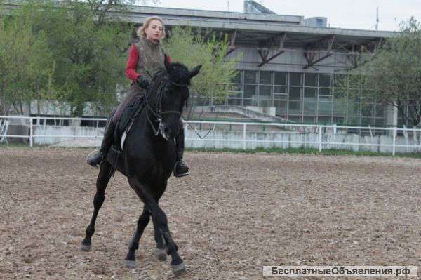 Индивидуальные уроки верховой езды.Выездка