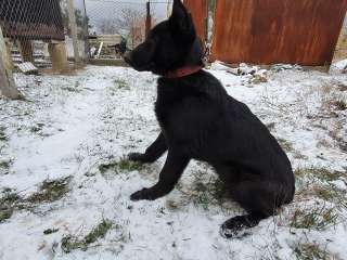 Щенки Восточно Европейской Овчарки