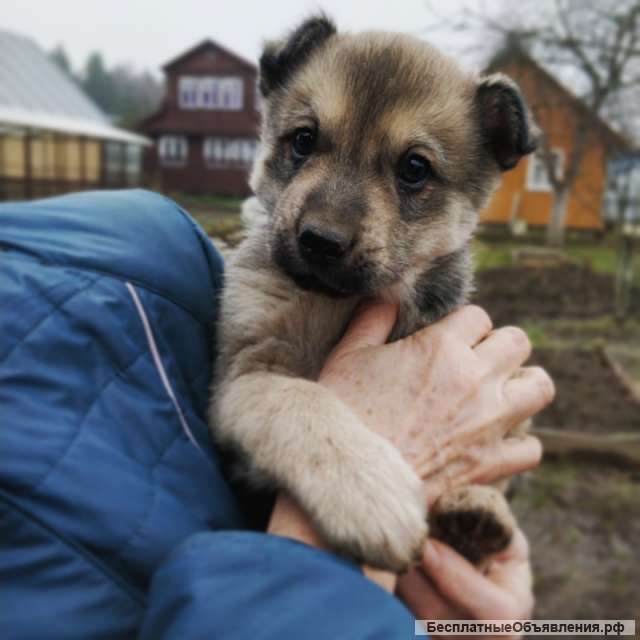 Очень красивый щенок Плюш в добрые руки