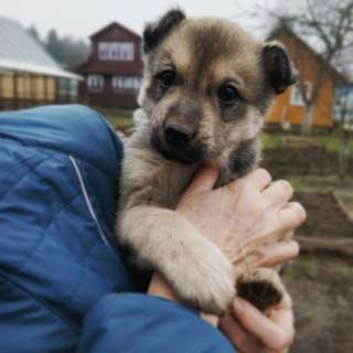 Очень красивый щенок Плюш в добрые руки