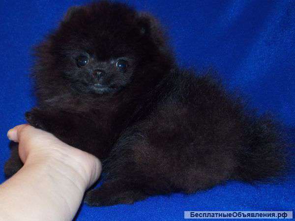 Щенки шпица