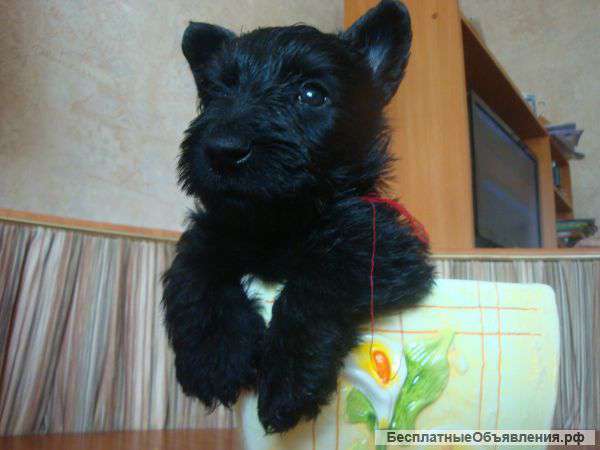 Шотландский (скотч) терьер - щенки