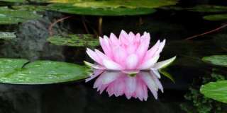 Семена Лотоса