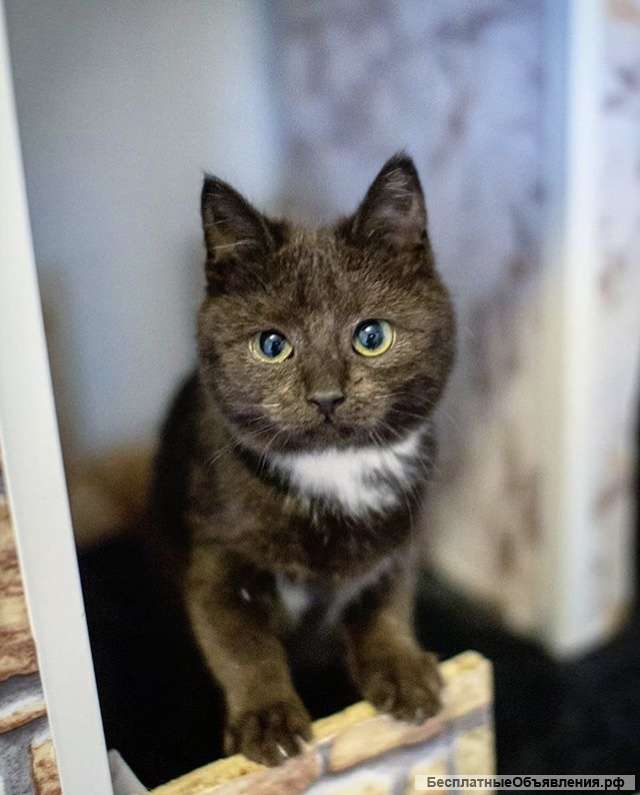 Молодая кошка Лилу ищет дом