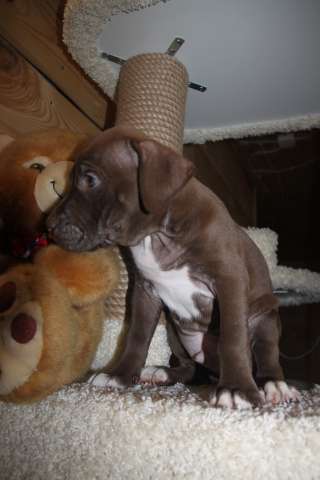 Высокопородный щенок