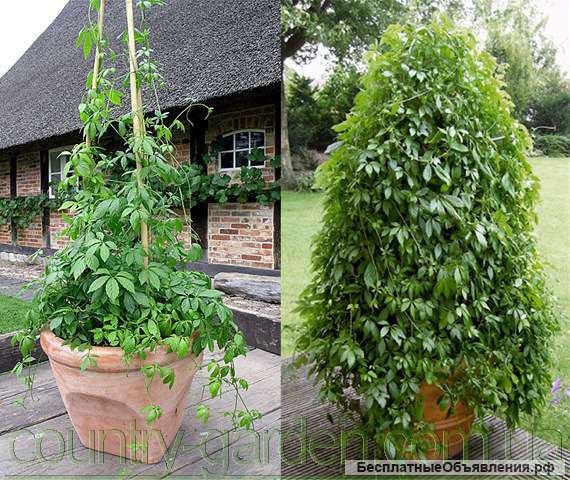 Комнатное растение Яогулан (траву бессмертия) и много других растений (опт от 1000 грн)