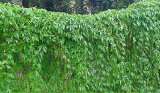 Комнатное растение Яогулан (траву бессмертия) и много других растений (опт от 1000 грн)