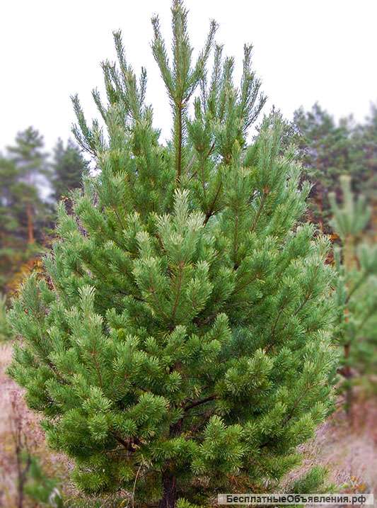 Елка, сосна, макушки пихты