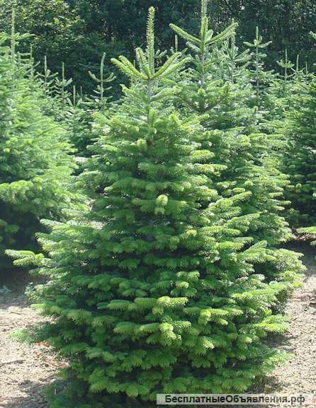 Датская ель новогодняя с доставкой